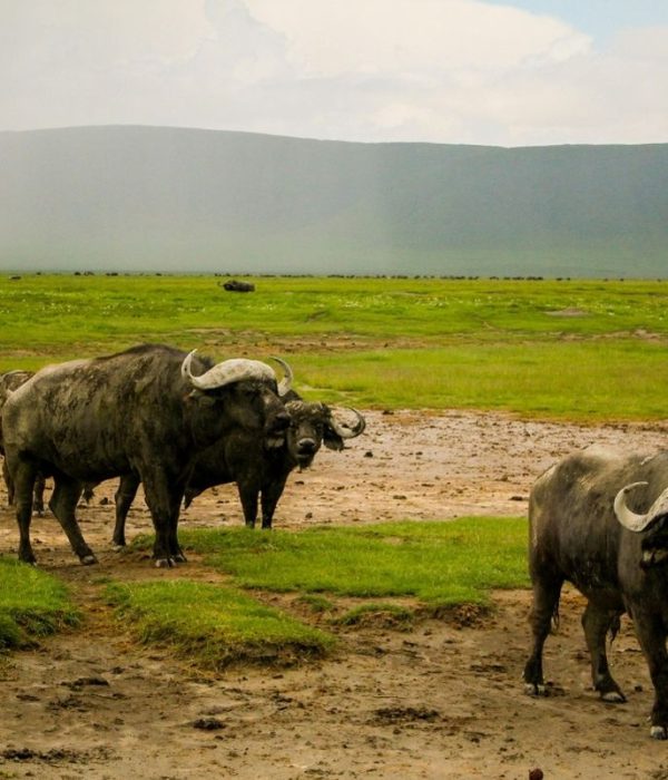 KHANGA SAFARI (500 x 600 px) (1)