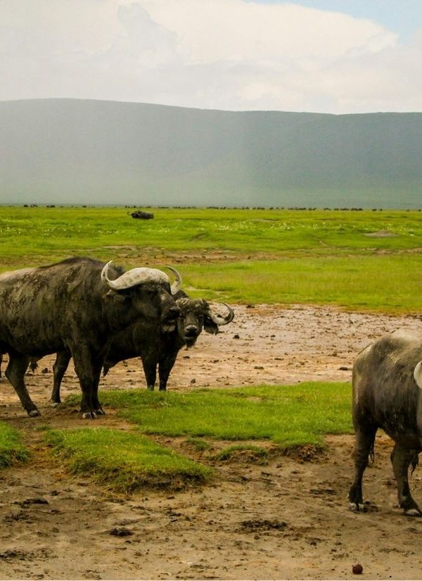 KHANGA SAFARI (500 x 600 px) (1)