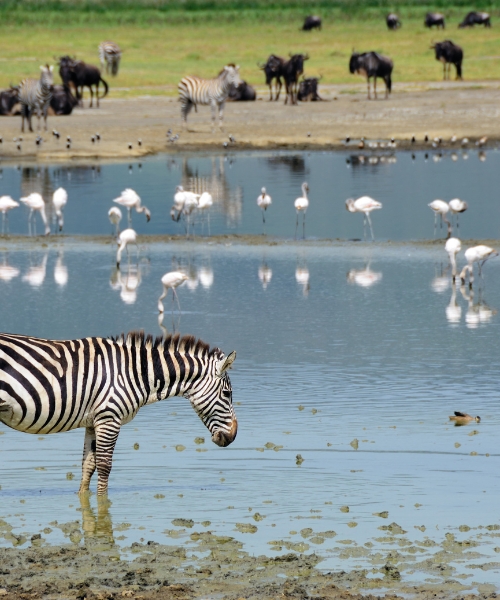 KHANGA SAFARI (500 x 600 px)