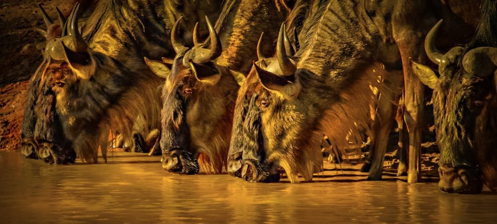 8 Days Great Migration Quest