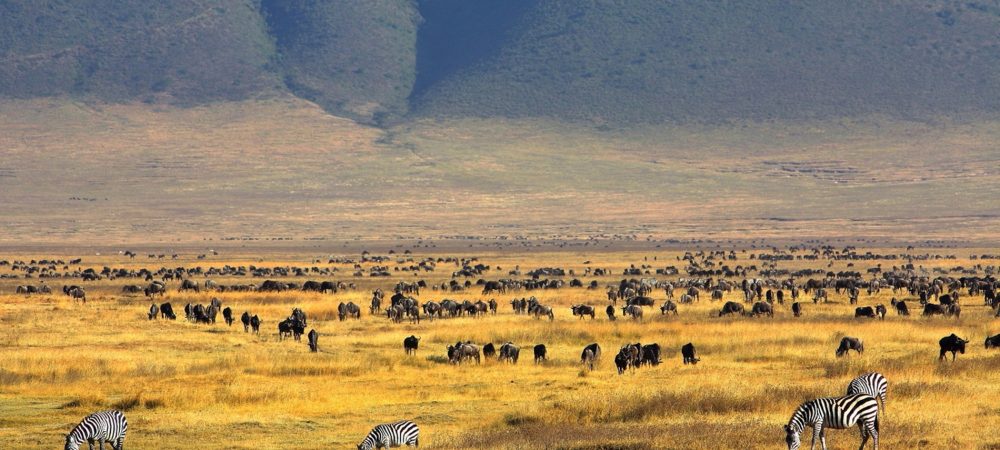 Red Blue Black Nature Sea Palm Trees Travel Agency Banner (1920 x 800 mm) (1900 x 900 px)