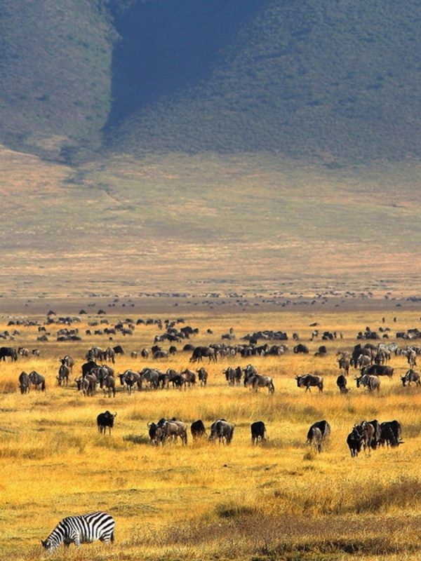 Red Blue Black Nature Sea Palm Trees Travel Agency Banner (1920 x 800 mm) (1900 x 900 px)