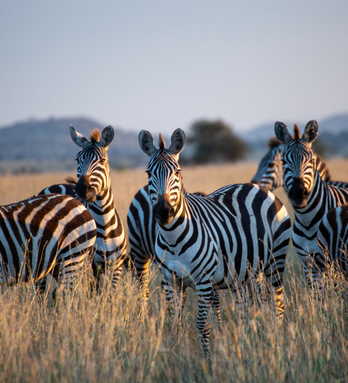 ​7 Days Safari Specialist in Tanzania