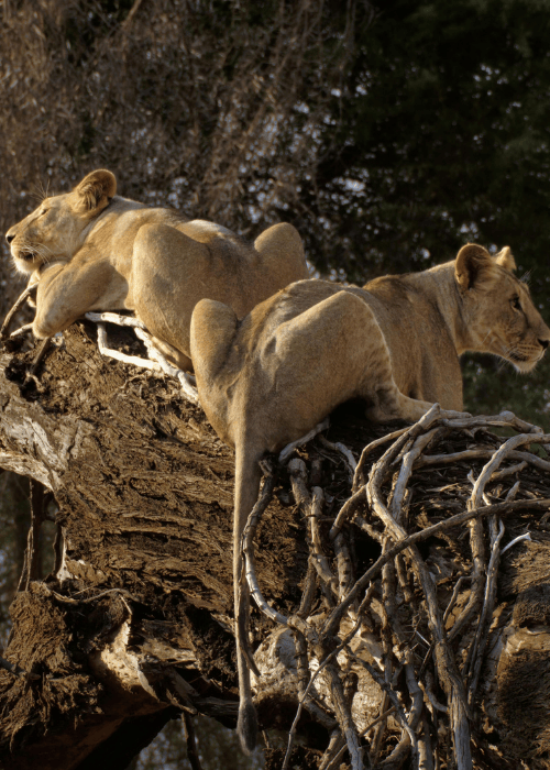 ​6​ Days The Classic Explorer